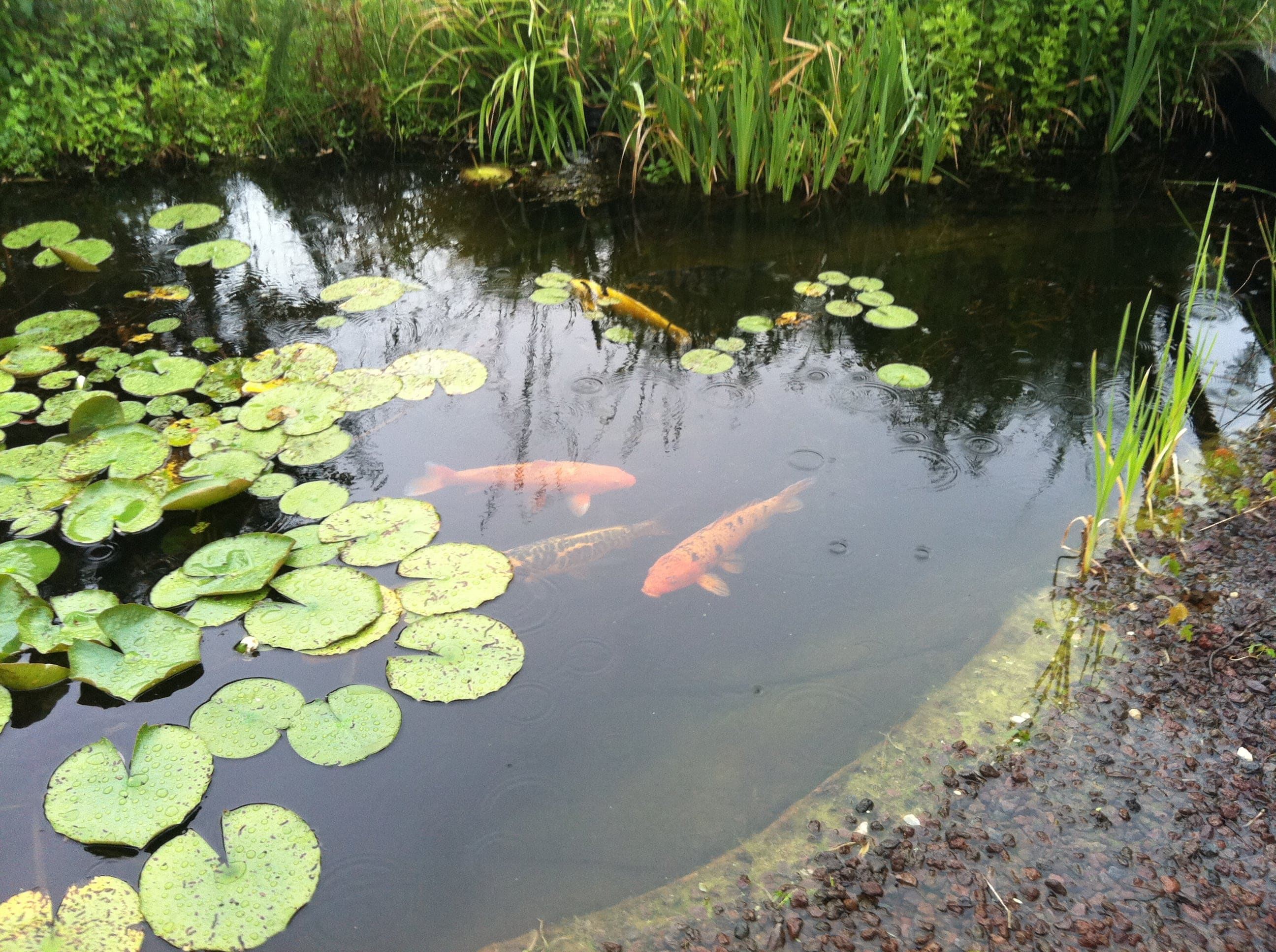 Bassins à Koi et résidentiels